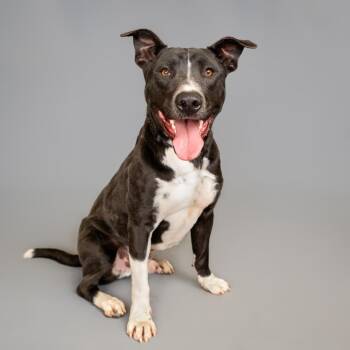 Daku -  Mixed Breed Dog for Adoption in Palm Springs, California - Daku | PetCurious