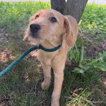 Angel -  Irish Wolfhound Dog for Adoption - Angel | PetCurious