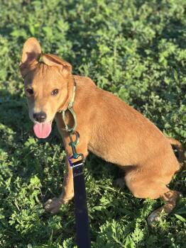 Rusty -  Labrador Retriever Dog for Adoption in San Antonio, Texas - Rusty | PetCurious