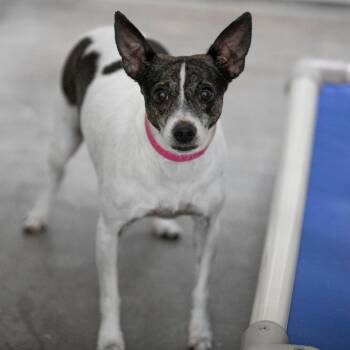Oakey (AG26-30) -  Rat Terrier Dog for Adoption in Peyton, Colorado - Oakey (AG26-30) | PetCurious