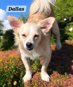 Rescue Terrier Dogs for Adoption - Dallas | PetCurious