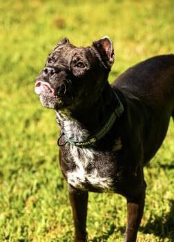Boden -  Mixed Breed and Pit Bull Terrier Dog for Adoption in Cornelius, North Carolina - Boden | PetCurious