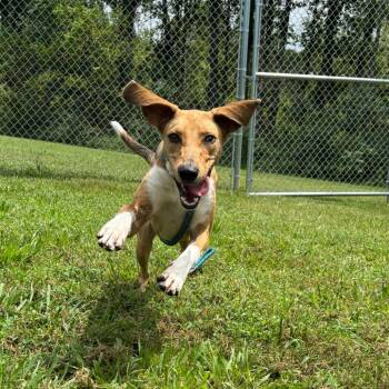 Savannah -  Hound and Mixed Breed Dog for Adoption in Clarksville, Tennessee - Savannah | PetCurious