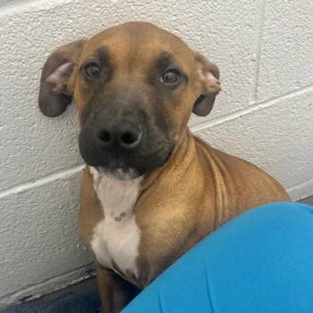 Houndour -  Black Mouth Cur and Rhodesian Ridgeback Dog for Adoption in Troy, Virginia - Houndour | PetCurious