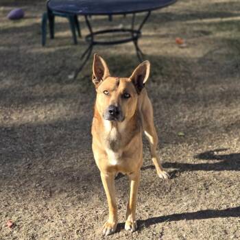 German Shepherd Dog Dogs Available for Adoption - Winston | PetCurious