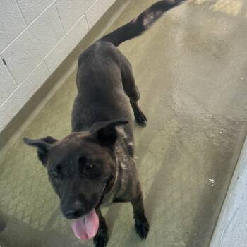 71569 -  Cattle Dog Dog for Adoption in Harrisonburg, Virginia - 71569 | PetCurious