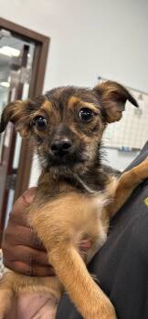 26-350 Tink -  Chihuahua Dog for Adoption in Tarboro, North Carolina - 26-350 Tink | PetCurious