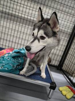Pinot -  Husky Dog for Adoption in Gilberts, Illinois - Pinot | PetCurious
