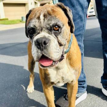 Tammy -  Boxer Dog for Adoption in Woodinville, Washington - Tammy | PetCurious