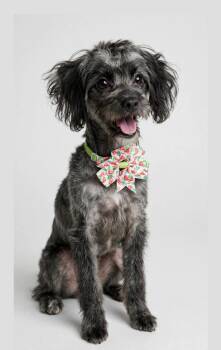 PRIMROSE -  Schnoodle Dog for Adoption in Houston, Texas - PRIMROSE | PetCurious