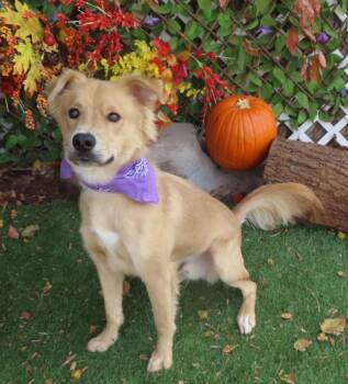 Rescue Golden Retriever Dogs for Adoption in Oklahoma City, Oklahoma - ROUGE 463859 WatchMyVideo! | PetCurious