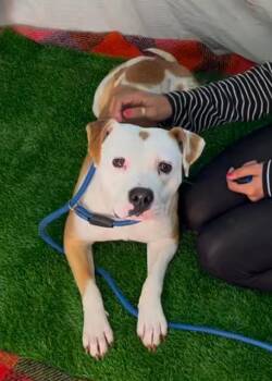 Rescue Boxer and American Staffordshire Terrier Dogs for Adoption in Chester, South Carolina - FLO JO | PetCurious