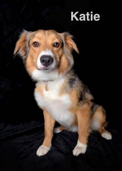 Katie -  Australian Shepherd Dog for Adoption in Los Angeles, California - Katie | PetCurious