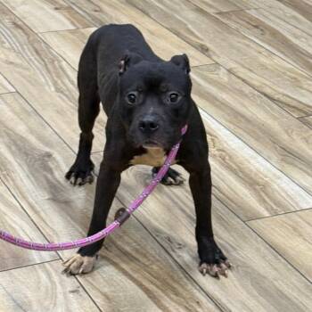 Dolphin -  Pit Bull Terrier Dog for Adoption in Newark, New Jersey - Dolphin | PetCurious