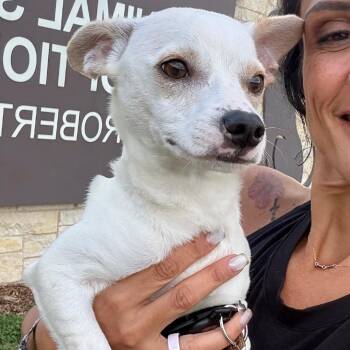Gus -  Chihuahua and Mixed Breed Dog for Adoption in Park Row, Texas - Gus | PetCurious