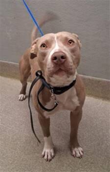 Pit Bull Terrier Dogs Available for Adoption in Las Vegas, Nevada - ICEROCK KENNETH FELLS | PetCurious