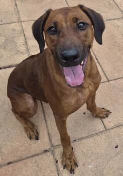 Dolly -  Rhodesian Ridgeback and Mixed Breed Dog for Adoption in Shreveport, Louisiana - Dolly | PetCurious