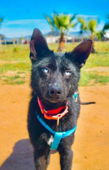 Australian Kelpie and Xoloitzcuintli Mexican Hairless Dogs Available for Adoption - Azula | PetCurious