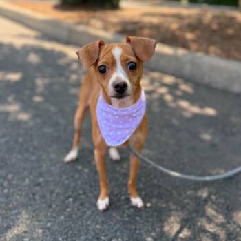 Mommas -  Chihuahua Dog for Adoption in Newberg, Oregon - Mommas | PetCurious