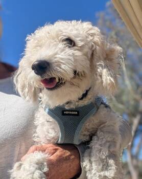 Faro -  Poodle and Bichon Frise Dog for Adoption in Ramona, California - Faro | PetCurious