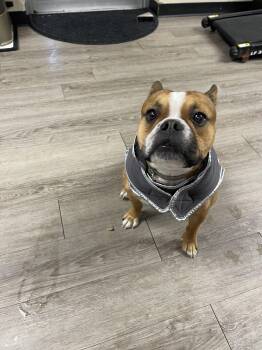 French Bulldog Dogs Available for Adoption - Miso | PetCurious