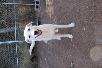 Rescue Labrador Retriever Dogs for Adoption in Leakey, Texas - Prancer | PetCurious