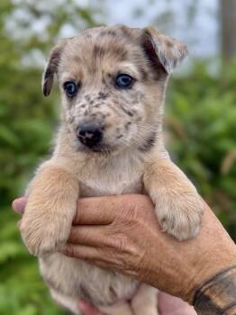 Pixie -  Australian Shepherd Dog for Adoption in Iron Ridge, Wisconsin - Pixie | PetCurious