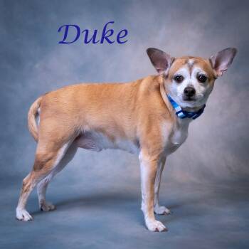 Duke D26-134 -  Chihuahua Dog for Adoption in Lebanon, Tennessee - Duke D26-134 | PetCurious