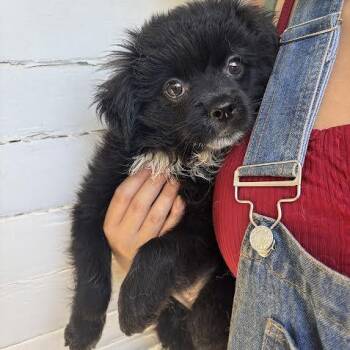 King Julien -  Pomeranian and Terrier Dog for Adoption in Sonoma, California - King Julien | PetCurious