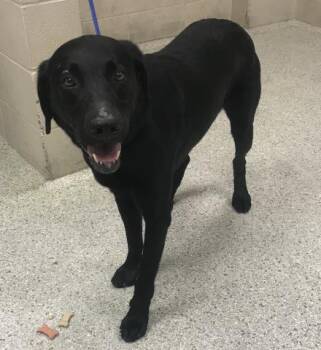 Labrador Retriever and Mixed Breed Dogs Available for Adoption in Conroe, Texas - A427193 | PetCurious