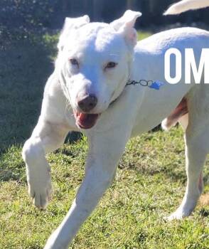 Labrador Retriever and Dogo Argentino Dogs Available for Adoption in Harrington, Delaware - Omar | PetCurious