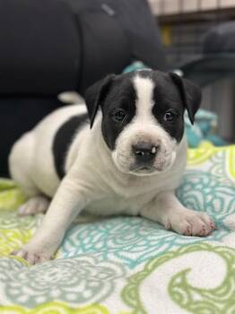 WALNUT -  Labrador Retriever Dog for Adoption in Stockton, California - WALNUT | PetCurious