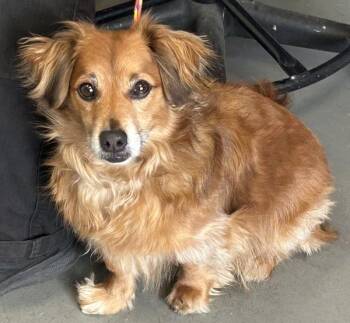 Dachshund Dogs Available for Adoption in Salt Lake City, Utah - *Woody* | PetCurious