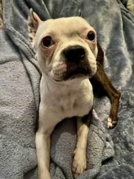 Ruthie -  Boston Terrier Dog for Adoption in Monticello, New York - Ruthie | PetCurious