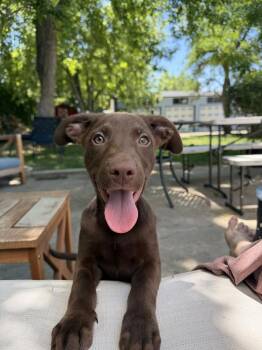 LOTUS -  Shepherd Dog for Adoption in Broomfield, Colorado - LOTUS | PetCurious