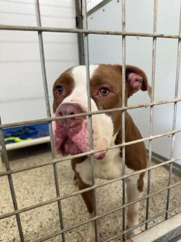 Red Bull (Kano) -  Pit Bull Terrier Dog for Adoption in Glenfield, New York - Red Bull (Kano) | PetCurious