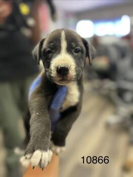 Thursday -  Shepherd Dog Available for Adoption in Victorville, California - Thursday | PetCurious