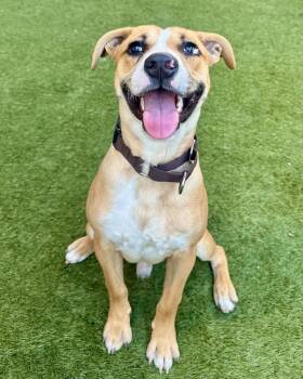 Rescue Pit Bull Terrier Dogs for Adoption in Novato, California - Pepito | PetCurious