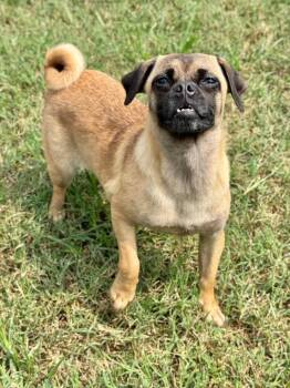 Olive -  Pug and Wirehaired Terrier Dog for Adoption in Canyon Lake, Texas - Olive | PetCurious