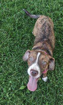 Joanie -  Boston Terrier and Beagle Dog for Adoption in Omaha, Nebraska - Joanie | PetCurious