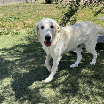 Great Pyrenees Dogs Available for Adoption in Agua Dulce, California - Nieve | PetCurious