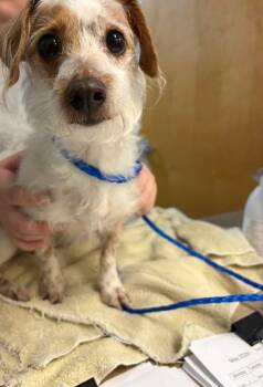 Mixed Breed Dogs Available for Adoption in Ocala, Florida - Linnea | PetCurious