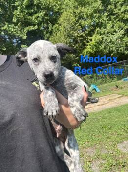 Maddox -  Australian Cattle Dog Blue Heeler Dog for Adoption in Cambridge, Maryland - Maddox | PetCurious