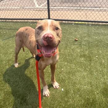 Butter Boy -  Mixed Breed Dog for Adoption in Philadelphia, Pennsylvania - Butter Boy | PetCurious