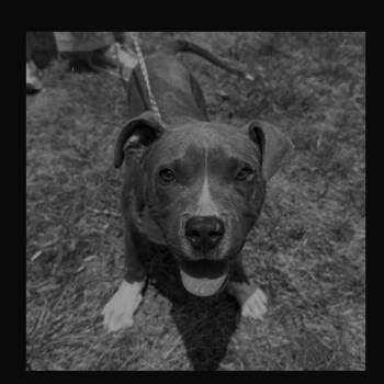 American Staffordshire Terrier Dogs Available for Adoption in Monson, Massachusetts - Axel | PetCurious