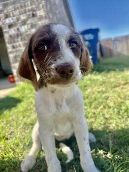 Poodle Dogs Available for Adoption in Shawnee, Oklahoma - Tai | PetCurious