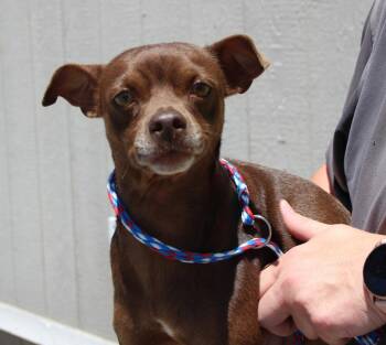 Newton -  Chihuahua and Mixed Breed Dog for Adoption in Vacaville, California - Newton | PetCurious