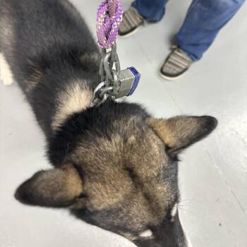Tipsy -  Siberian Husky and Mixed Breed Dog for Adoption in Morganfield, Kentucky - Tipsy | PetCurious