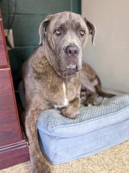 Blue Belle -  Cane Corso and Mastiff Dog for Adoption in Nacogdoches, Texas - Blue Belle | PetCurious
