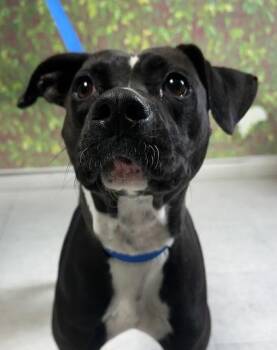 American Staffordshire Terrier and Mixed Breed Dogs Available for Adoption - Kimchi | PetCurious